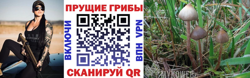 Псилоцибиновые грибы Psilocybine cubensis  площадка какой сайт  Кашин  где купить наркотик 
